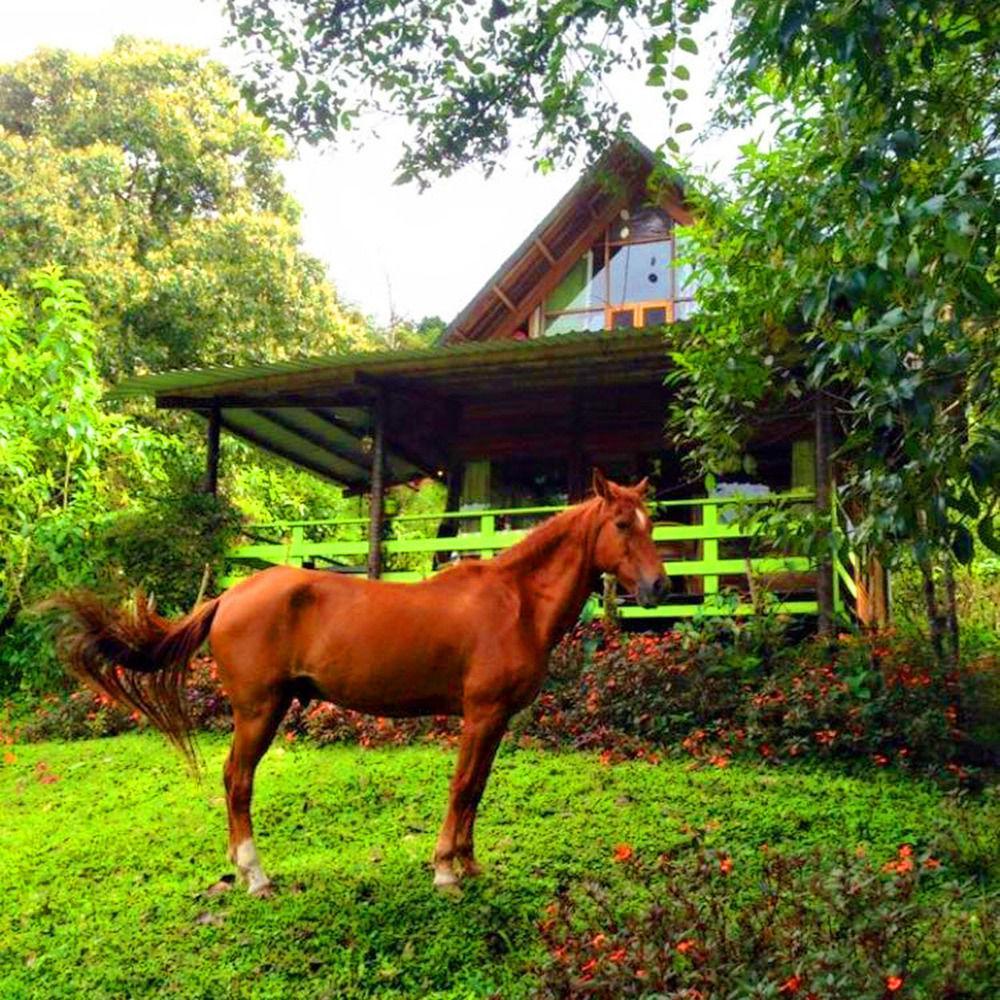 Mindo Eco Chalet Con Rio Y Cascada Extérieur photo